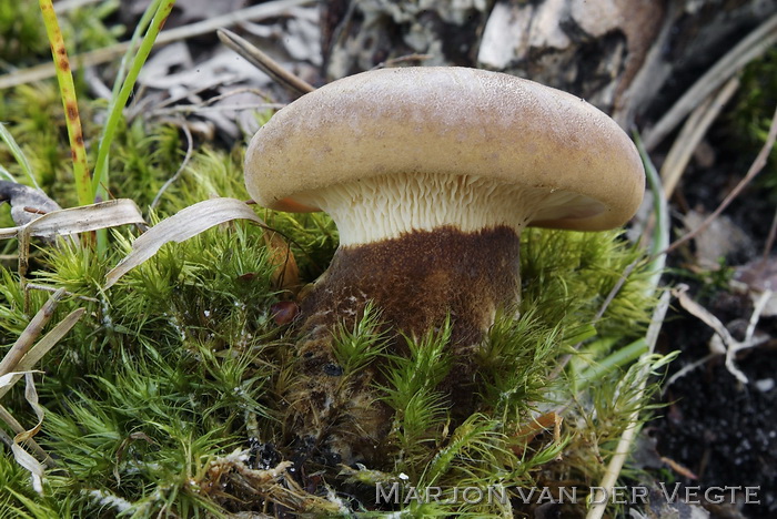 Zwartvoetkrulzoom - Tapinella atrotomentosa